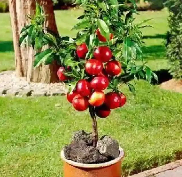 frutas para plantar em vaso