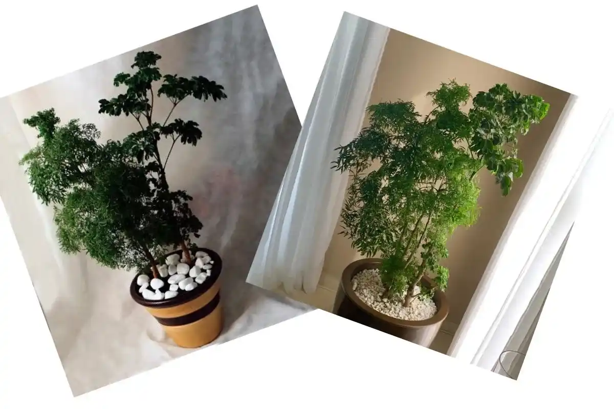 A planta que vai muito além da decoração e carrega simbolismo poderoso árvore da felicidade masculina