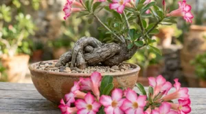 Como Cultivar Rosas do Deserto de Forma Eficaz: O Guia Definitivo