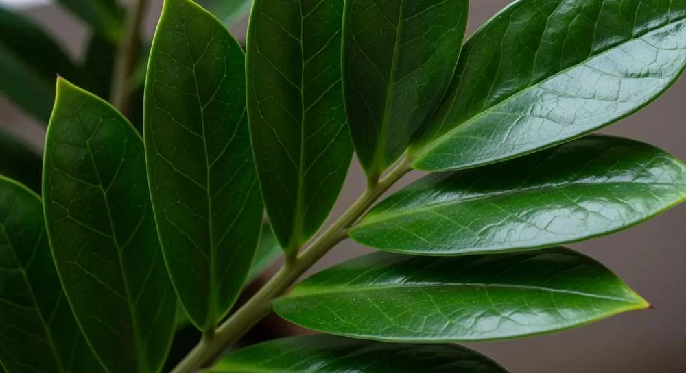 Macro detalhado de uma única folha pinada (com vários pares de folíolos) de zamioculca.