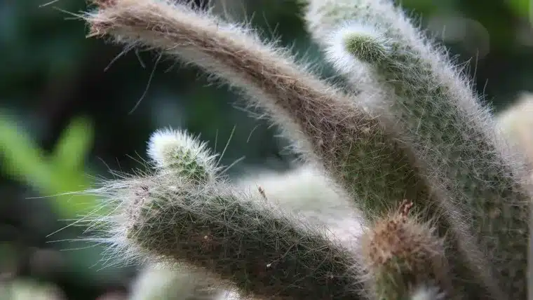 Cacto rabo de macaco: Cultivo, Decoração e Benefícios cacto rabo de macaco em vaso