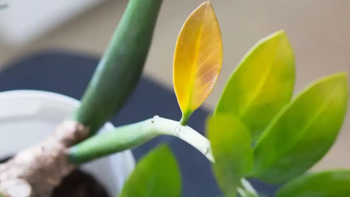 Folhas Amarelas na Zamioculca: Causas e Soluções Folhas Amarelas na Zamioculca