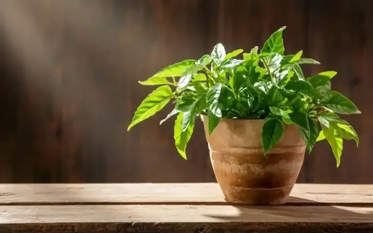 significado da planta jiboia e seus benefícios