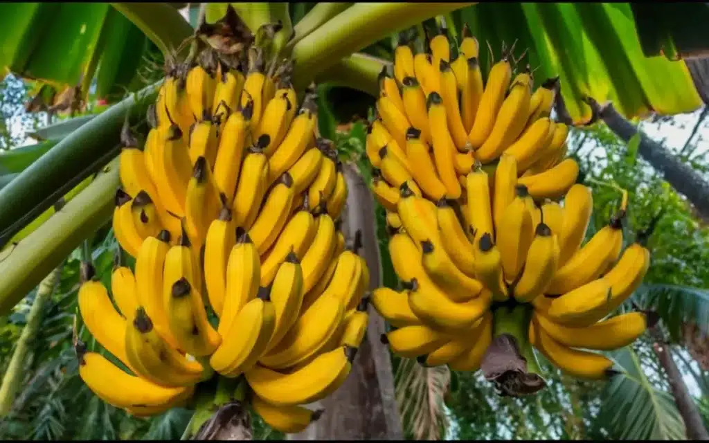 Como Plantar Banana a Partir da Fruta