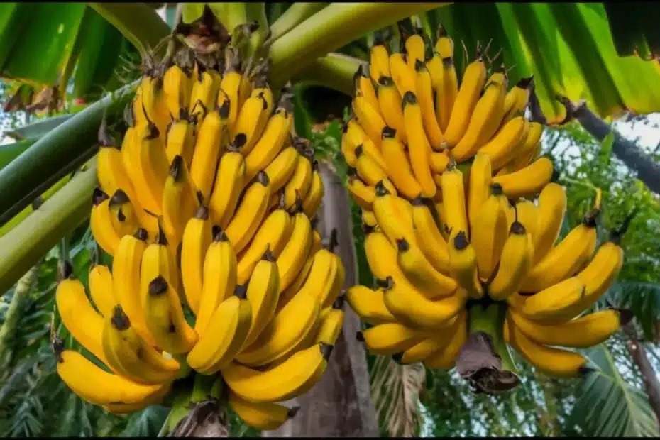 Como Plantar Banana a Partir da Fruta