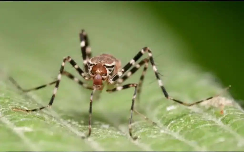 Mosquito da Dengue: Descubra mais sobre o Inseto Transmissor mosquito da dengue