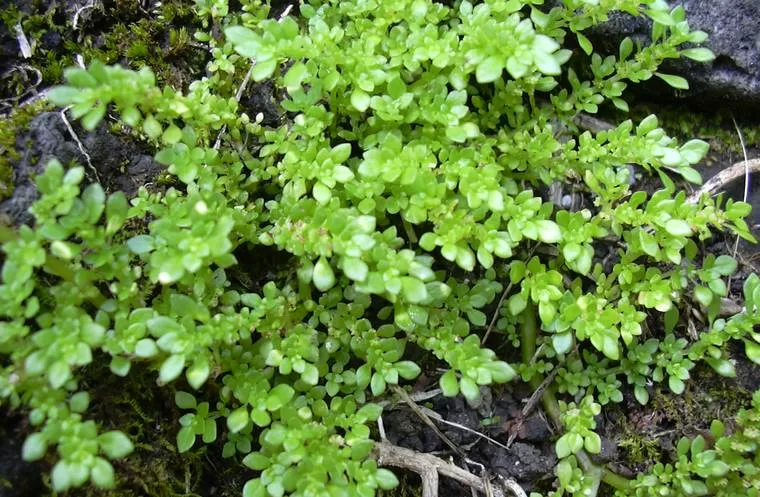 Descubra os Surpreendentes Usos da Planta Brilhantina planta brilhantina para que serve