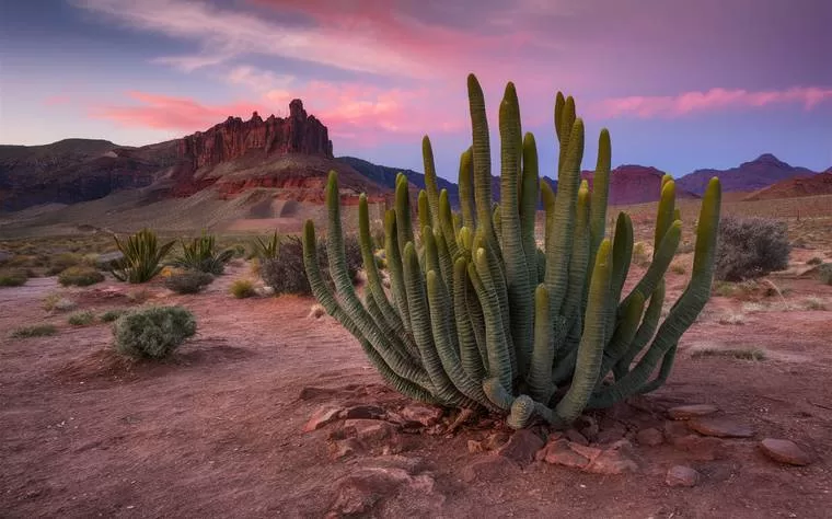 Principais Dúvidas Relacionadas a Plantas Xerófitas Plantas Xerófitas