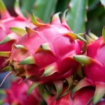 Cultivar um Pé de Pitaya em Casa: O Guia Que Faz a Planta Produzir de Verdade