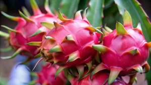 Cultivar um Pé de Pitaya em Casa: O Guia Que Faz a Planta Produzir de Verdade