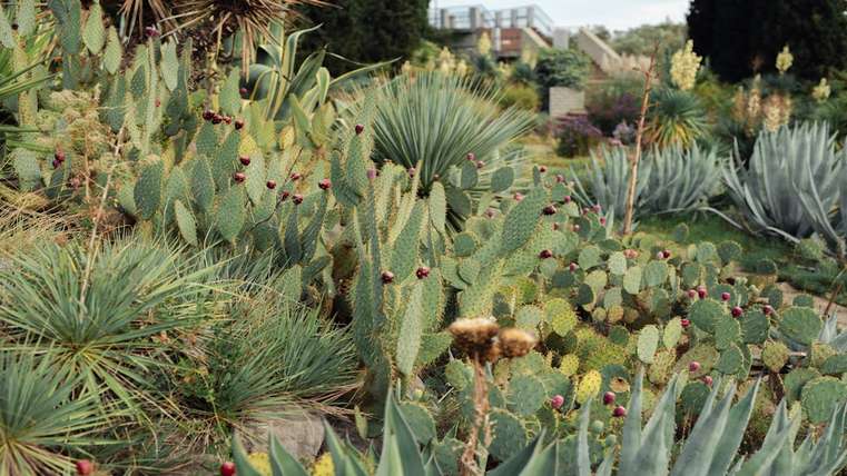 Plantas para Jardins com Pouca Água