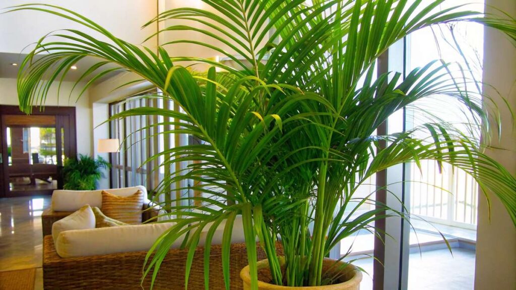 Areca Bambu