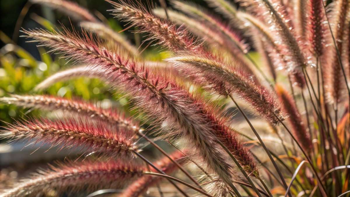 pennisetum-setaceum-rubrum