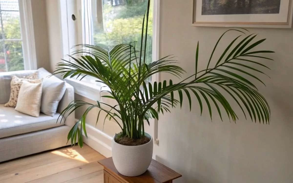 Camedórea-elegante: A Palmeira Perfeita para Ambientes Internos Camedórea-elegante