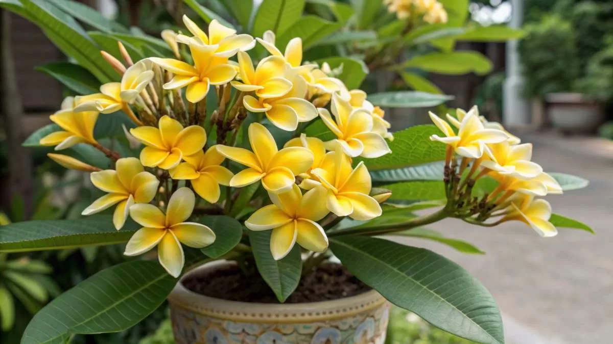 Trazendo a Alegria do Jasmim Amarelo para sua Decoração Jasmim Amarelo