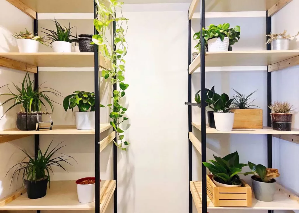 Urban Jungle em espaço pequeno com plantas suspensas e prateleiras verticais.