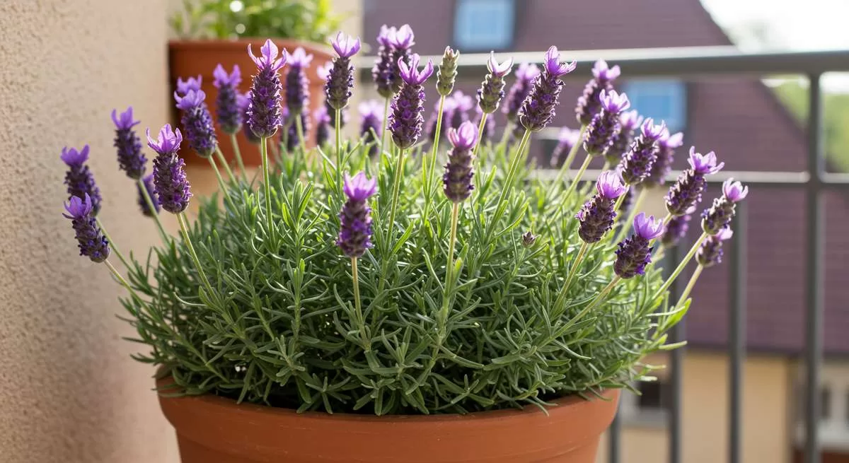 Dicas Essenciais Para Cuidar de Lavanda em Vaso e Evitar Problemas Cuidar de Lavanda em Vaso