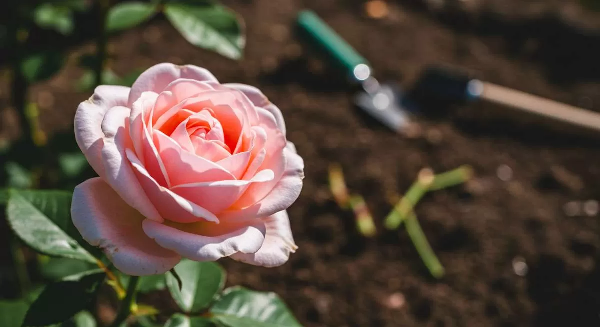 Como Fazer Muda de Rosa Para um Jardim Florido (e Lucrativo!) como Fazer Muda De Rosa