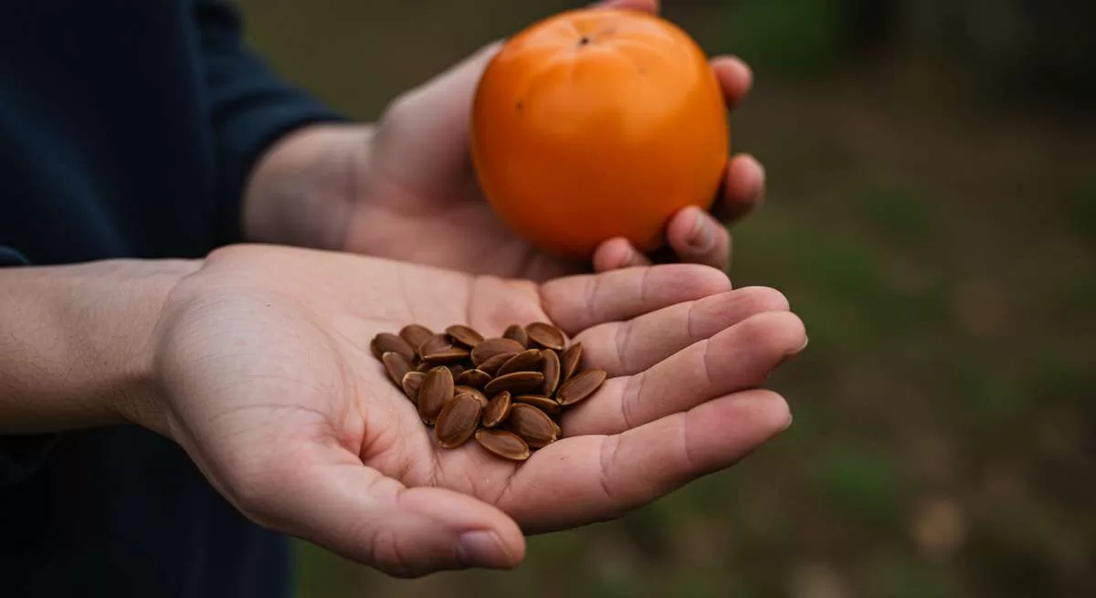 Germinar Semente de Caqui