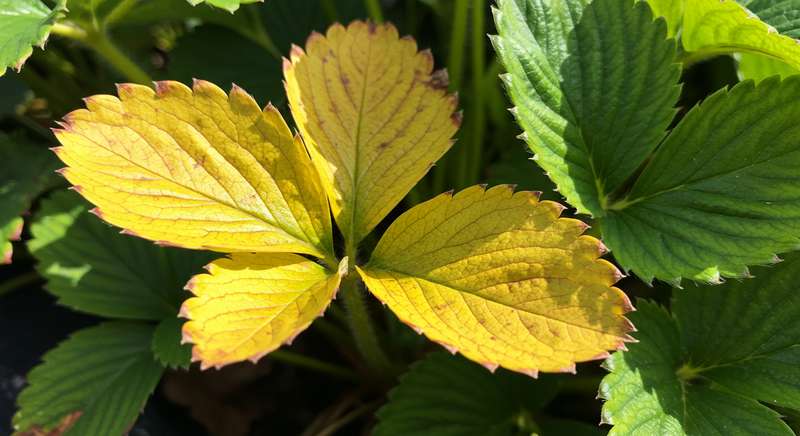 Folhas de morangueiro pálidas e amareladas devido à falta de nutrientes