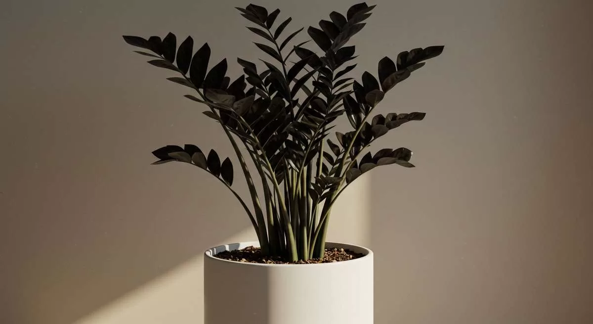 Você vai se surpreender com o poder decorativo dessa espécie incomum zamioculca black