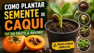 Como Plantar Semente de Caqui em Vaso ou no Quintal (Mesmo Após Falhas)