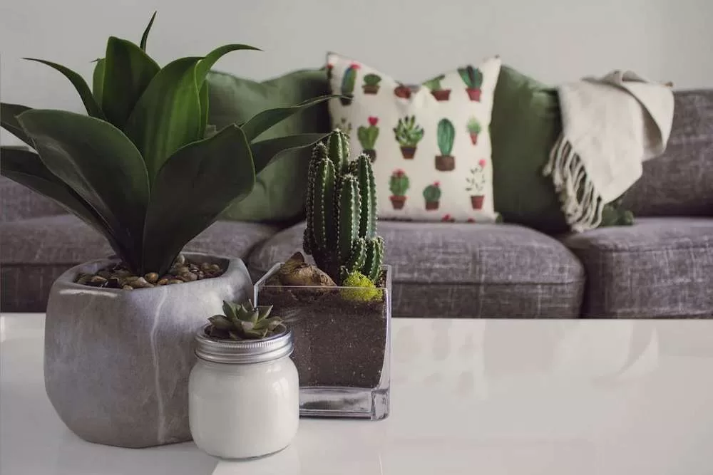 Plantas Para Ambientes Fechados: Como Decorar Sua Casa com Verde melhores espécies para ambientes internos