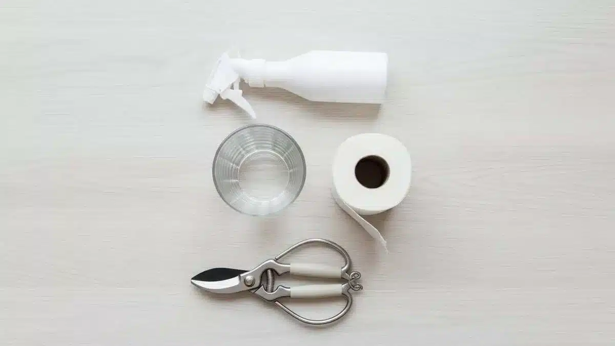 Como Enraizar Qualquer Galho: Técnica Simples com Papel e Vidro enraizamento de plantas com papel