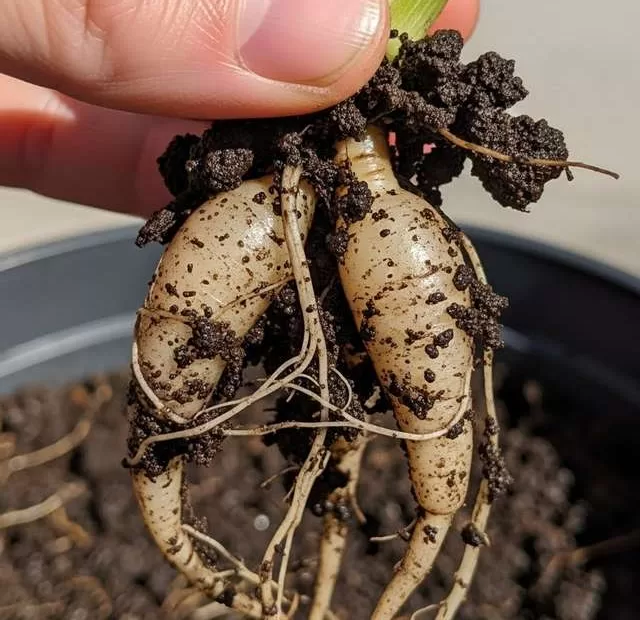 Por que regar flores todos os dias no verão está matando o seu jardim