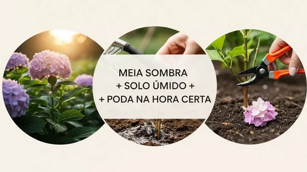 Cuidados Essenciais (Local, Rega, Poda)