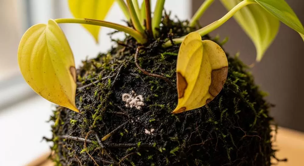 Erros Comuns ao Fazer Kokedama e Como Evitá-los