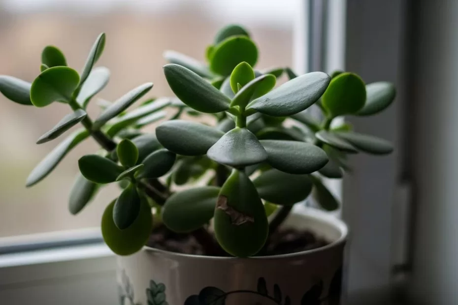 Plantas que Atraem Dinheiro