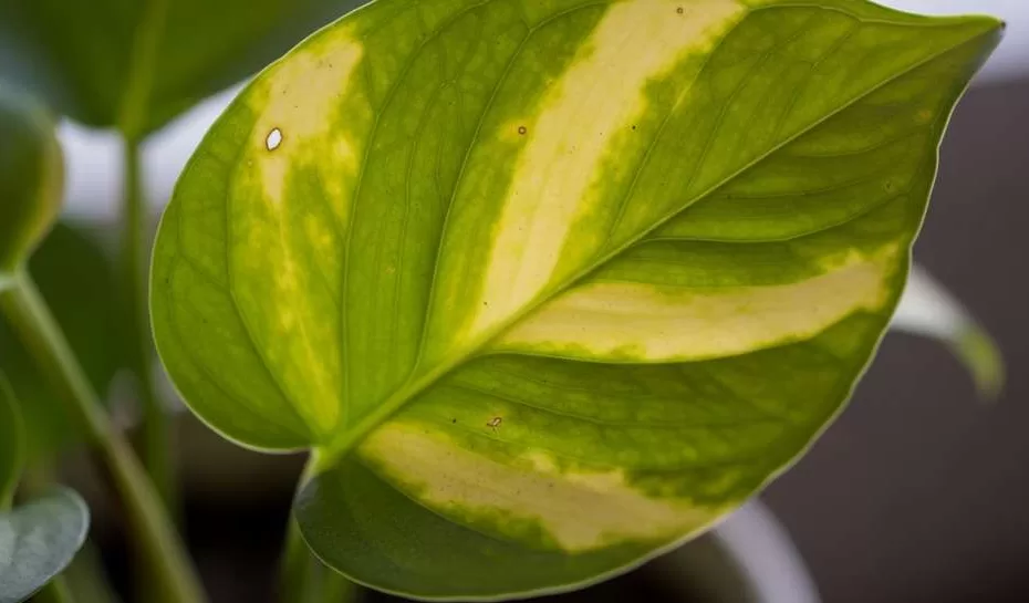 clorose-em-folha-de-jiboia-close-up