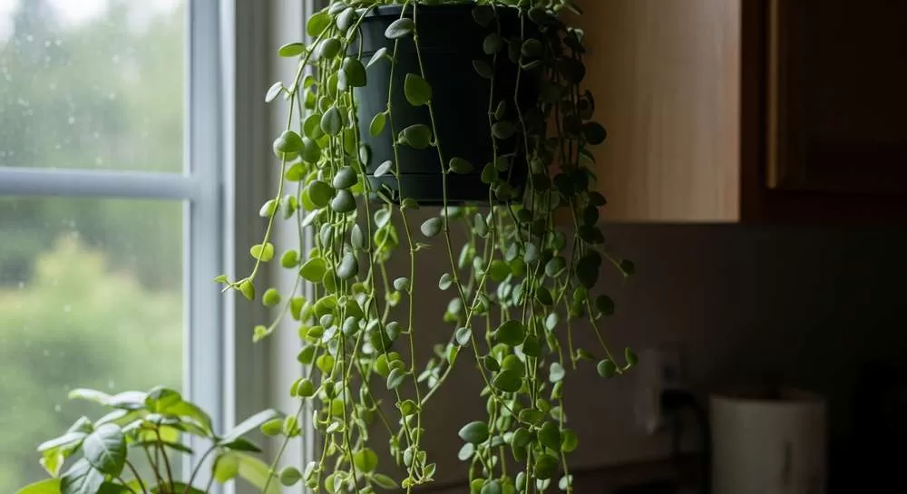 dinheiro-em-penca-simbolo-de-abundancia-natural