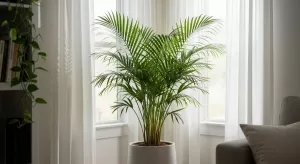 Palmeira Areca Bambu: Significado Espiritual e 3 Benefícios