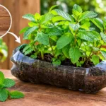 Como plantar hortelã em garrafa PET: meu passo a passo