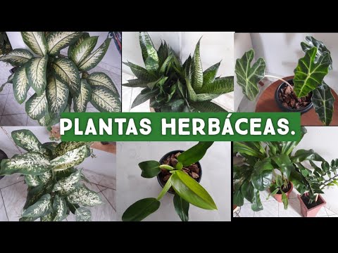 Plantas Herbáceas: A Solução Natural Para Jardins E Interiores